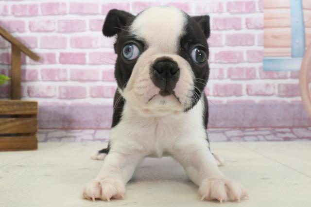 埼玉県のボストンテリア (Coo&RIKU川越店/2024年10月14日生まれ/女の子/ボストンカラー)の子犬の1枚目の画像