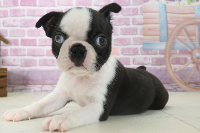 埼玉県のボストンテリア (Coo&RIKU川越店/2024年10月14日生まれ/女の子/ボストンカラー)の子犬の3枚目の画像