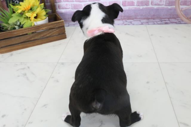 埼玉県のボストンテリア (Coo&RIKU川越店/2024年10月14日生まれ/女の子/ボストンカラー)の子犬の4枚目の画像