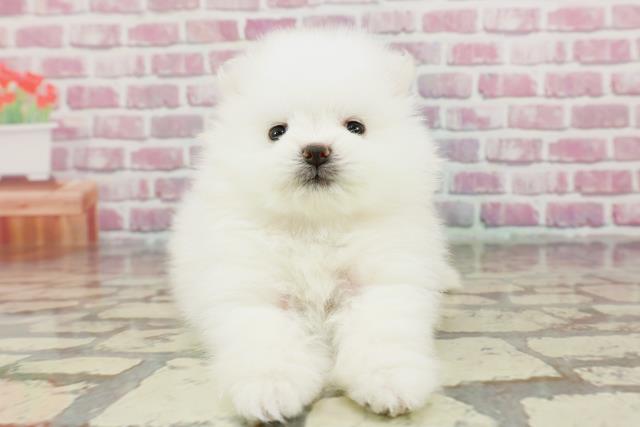 【感謝価格】 ポメラニアンの子犬（メス♀） コメリパワー旭店｜ペットショップCoo＆RIKU イヤリング・ノンホールピアス