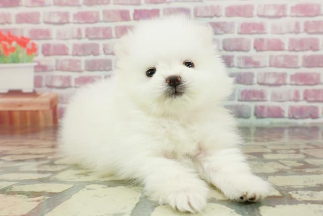 【2024新春福袋】 ポメラニアンの子犬（メス♀） コメリパワー旭店｜ペット イヤリング・ノンホールピアス