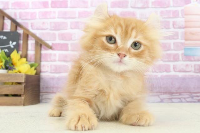 アメリカンカールの子猫(メス♀) 福山店|ペットショップCoo&RIKU アメリカンカールの子猫(メス♀) 福山店|ペットショップCoo&RIKU