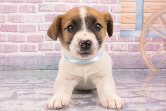 大阪府のジャックラッセルテリア (Coo&RIKU枚方店/2024年10月19日生まれ/男の子/タンホワイト)の子犬