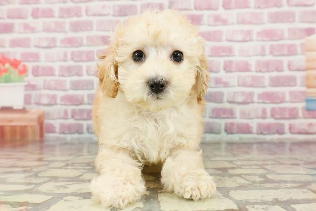 大阪府のトイプードル(トイ) (Coo&RIKU松原店/2024年10月21日生まれ/男の子/クリーム)の子犬