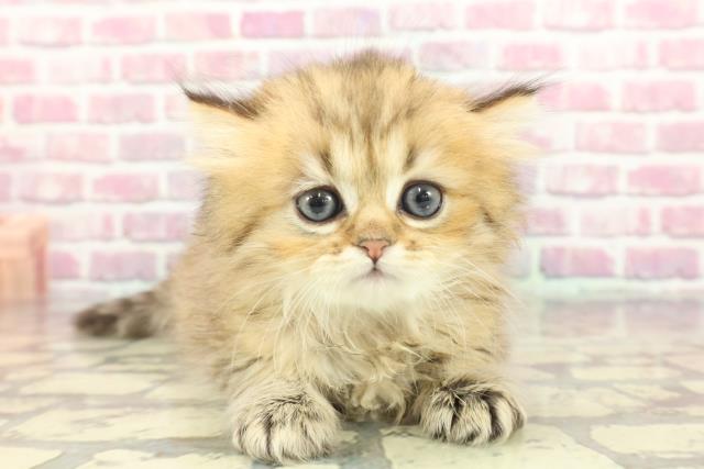 埼玉県のペルシャ (Coo&RIKU桶川店/2024年10月21日生まれ/男の子/チンチラゴールデン)の子猫