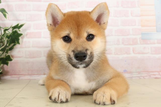 大分県の柴犬(標準サイズ) (Coo&RIKU大分店/2024年10月19日生まれ/男の子/赤)の子犬