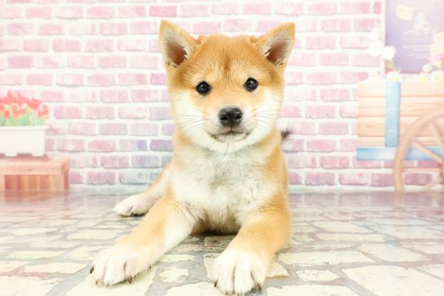 千葉県の豆柴 (Coo&RIKU流山店/2024年10月24日生まれ/男の子/赤)の子犬