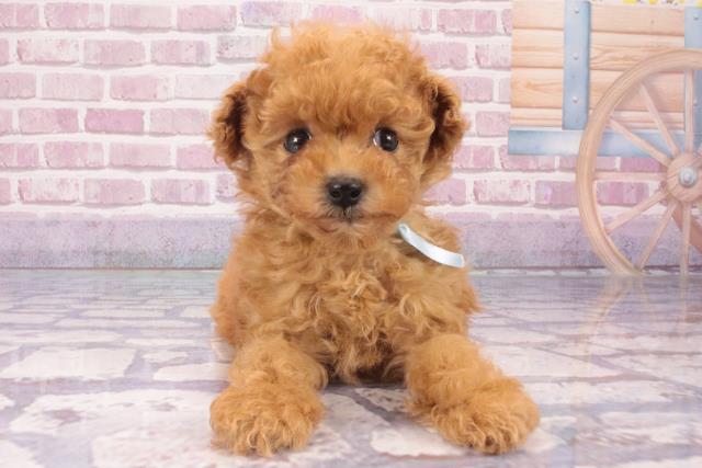 大阪府のティーカッププードル (Coo&RIKU東大阪店/2024年10月19日生まれ/男の子/レッド)の子犬