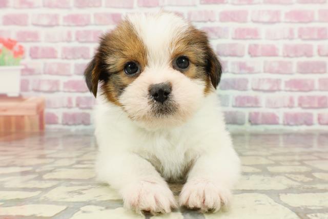福井県のハーフ犬・ミックス犬 (Coo&RIKU福井店/2024年10月28日生まれ/男の子/ゴールドホワイト)の子犬