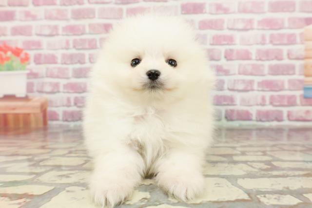 群馬県のポメラニアン (Coo&RIKU伊勢崎店/2024年10月28日生まれ/女の子/クリーム)の子犬
