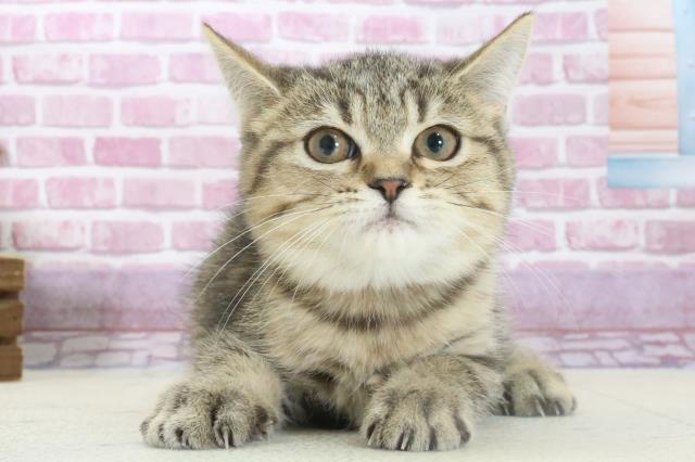 宮崎県のミヌエット (Coo&RIKU宮崎店/2024年9月8日生まれ/女の子/ブラウンタビー)の子猫の1枚目の画像
