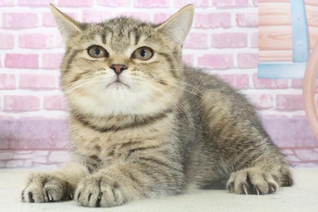 宮崎県のミヌエット (Coo&RIKU宮崎店/2024年9月8日生まれ/女の子/ブラウンタビー)の子猫の3枚目の画像