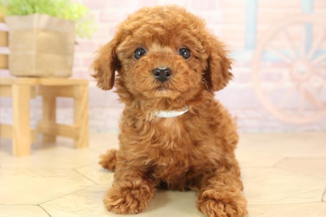 静岡県のトイプードル(トイ) (Coo&RIKU沼津店/2024年10月29日生まれ/男の子/レッド)の子犬