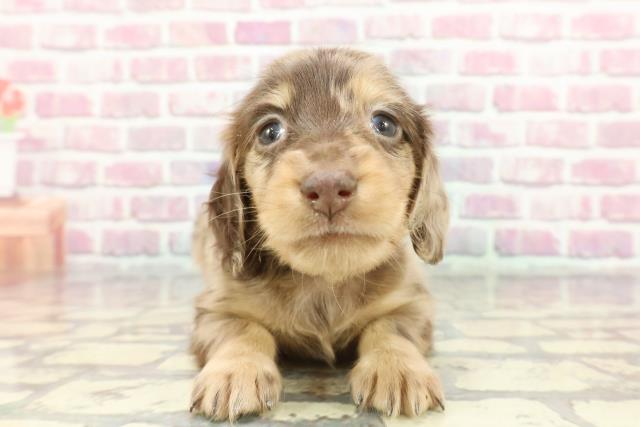 ラシュトンRushton横たわりワンちゃん ラシュトンRushton横たわりワンちゃん