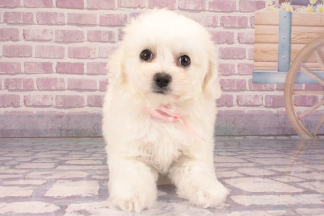 兵庫県のビションフリーゼ (Coo&RIKU三木店/2024年10月30日生まれ/女の子/ホワイト)の子犬