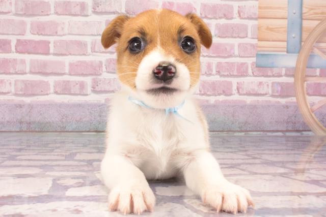 京都府のジャックラッセルテリア (Coo&RIKU京都店/2024年10月31日生まれ/男の子/タンホワイト)の子犬