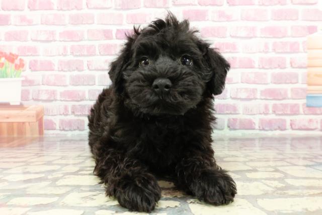 MIX（ハーフ）の子犬（オス♂） 武蔵小山店｜ペットショップ