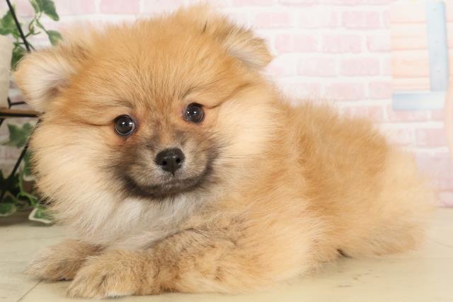 ポメラニアンの子犬(メス♀) 高知御座店|ペットショップCoo&RIKU ポメラニアンの子犬(メス♀) 高知御座店|ペットショップCoo&RIKU