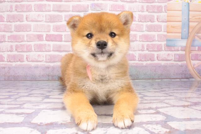 大阪府の柴犬(標準サイズ) (Coo&RIKU東大阪店/2024年11月3日生まれ/女の子/赤)の子犬