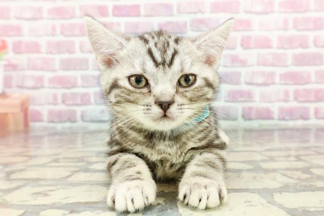 ジューンブライドスタイ(白④)わんちゃん猫ちゃん用