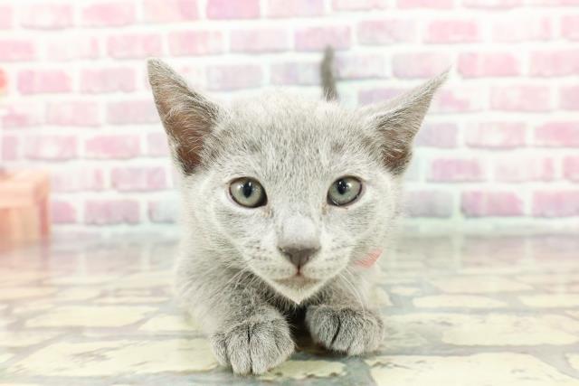 ジューンブライドスタイ(白④)わんちゃん猫ちゃん用