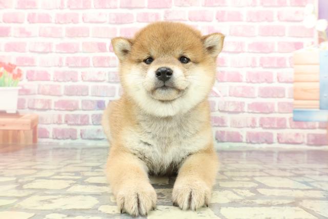 千葉県の柴犬(標準サイズ) (Coo&RIKUコメリパワー旭店/2024年11月1日生まれ/女の子/赤)の子犬