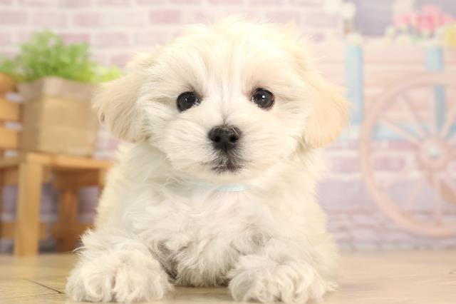 マルプー(マルチーズ×プードル)(ホワイト)の子犬を価格や特徴で探す ..., 画像サイズ:640x426