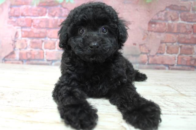 🖤 日向ぼっこプードル🐩 #トイプードル #タイニープードル