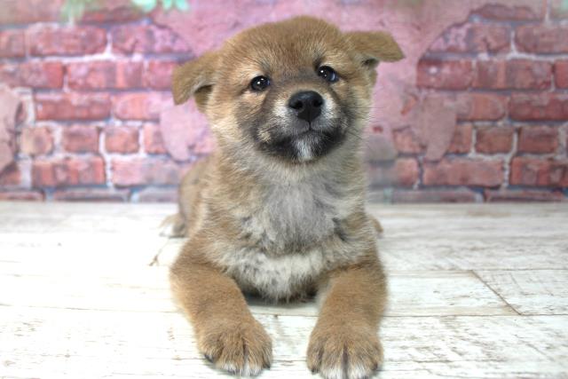 北海道の柴犬(標準サイズ) (Coo&RIKU函館店/2024年11月6日生まれ/女の子/赤)の子犬