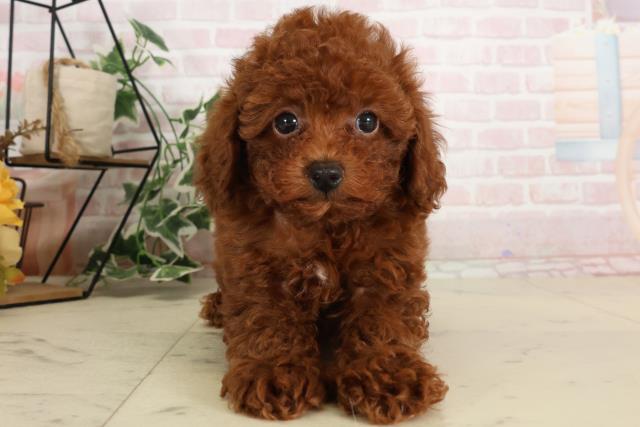 大分県のトイプードル(トイ) (Coo&RIKU大分店/2024年11月5日生まれ/男の子/レッド)の子犬