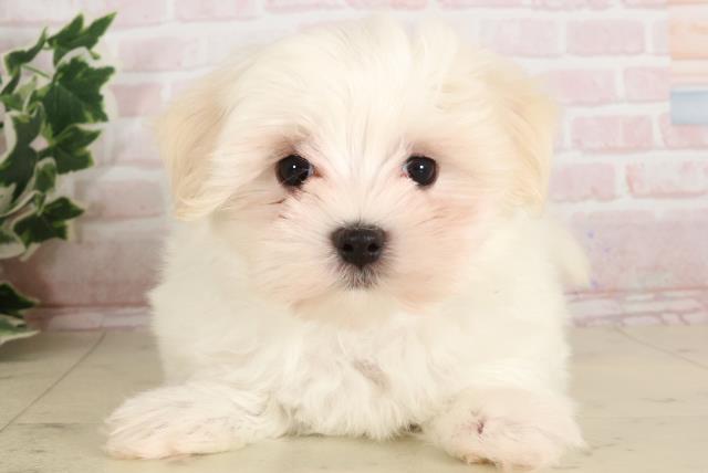 島根県のマルチーズ (Coo&RIKU出雲店/2024年11月10日生まれ/男の子/ホワイト)の子犬