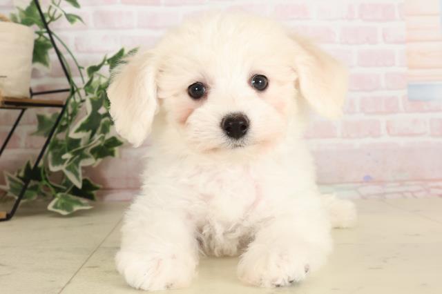 広島県のビションフリーゼ (Coo&RIKU東広島店/2024年11月5日生まれ/女の子/ホワイト)の子犬