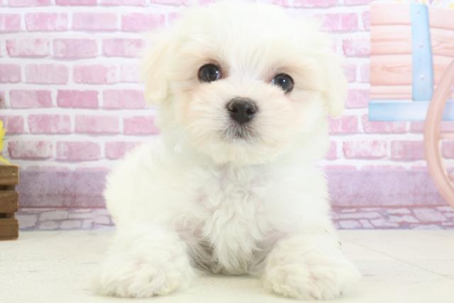大分県のマルチーズ (Coo&RIKU大分店/2024年11月9日生まれ/男の子/ホワイト)の子犬