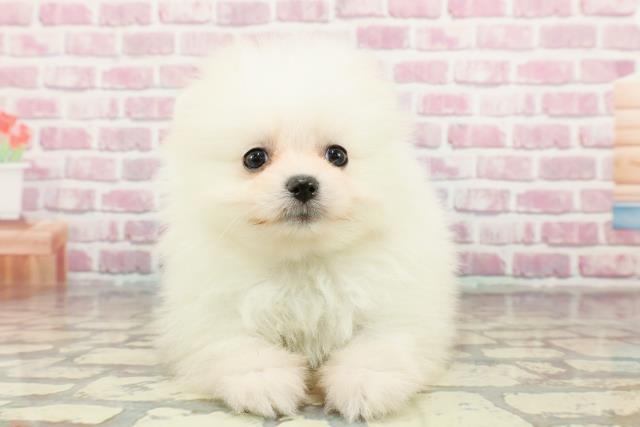 千葉県のポメラニアン (Coo&RIKUフレスポ稲毛店/2024年11月4日生まれ/男の子/クリーム)の子犬