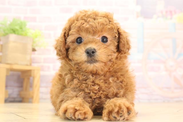 愛知県のトイプードル(トイ) (Coo&RIKU東海一宮店/2024年11月10日生まれ/女の子/レッド)の子犬