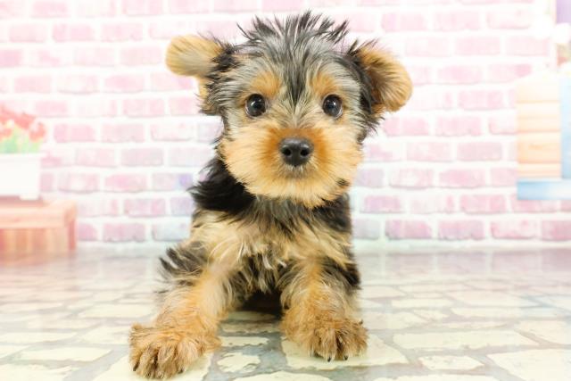 群馬県のヨークシャーテリア (Coo&RIKU前橋店/2024年11月4日生まれ/男の子/スチールブルータン)の子犬