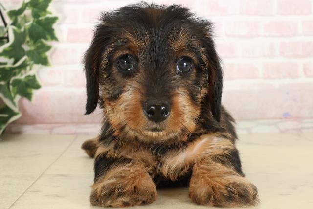 ミニチュア・ダックスフンド（ワイヤーヘアー）の子犬（オス