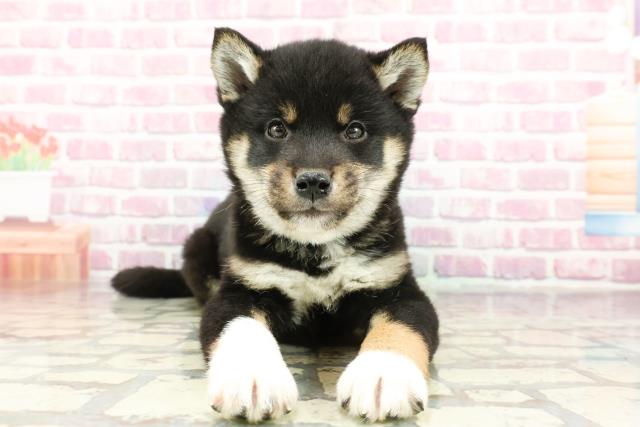 京都府の柴犬(標準サイズ) (Coo&RIKU京都河原町店/2024年11月11日生まれ/男の子/黒)の子犬