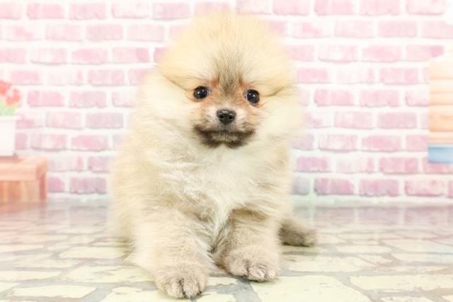 千葉県のポメラニアン (Coo&RIKU東金店/2024年11月9日生まれ/男の子/クリーム)の子犬