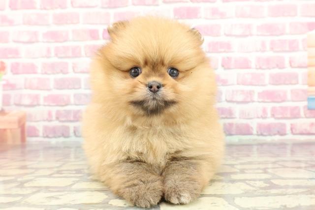 山梨県のポメラニアン (Coo&RIKU甲府昭和通り店/2024年11月9日生まれ/女の子/レッド)の子犬