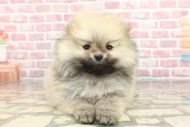東京都のポメラニアン (Coo&RIKU江戸川店/2024年11月12日生まれ/女の子/ウルフセーブル)の子犬