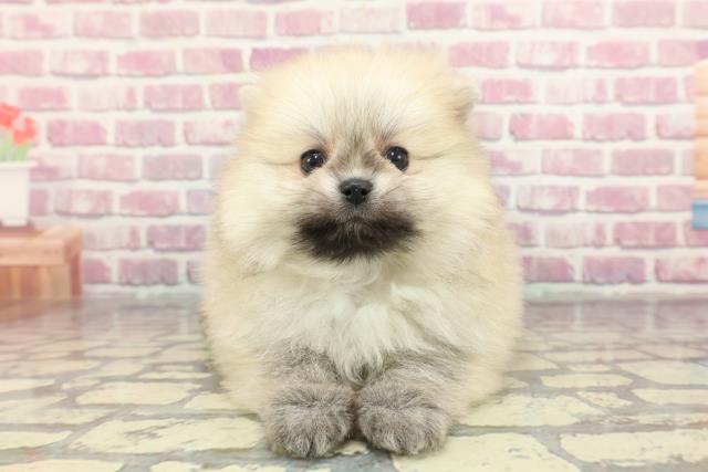 東京都のポメラニアン (Coo&RIKU足立本店/2024年11月12日生まれ/男の子/ウルフセーブル)の子犬
