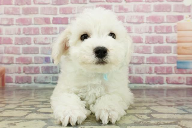 静岡県のビションフリーゼ (Coo&RIKU藤枝店/2024年11月4日生まれ/男の子/ホワイト)の子犬