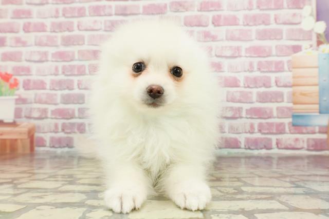 静岡県のポメラニアン (Coo&RIKU藤枝店/2024年11月9日生まれ/男の子/クリーム)の子犬