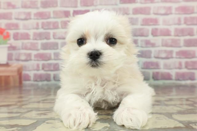 千葉県のマルチーズ (Coo&RIKU東船橋店/2024年11月12日生まれ/女の子/ホワイト)の子犬