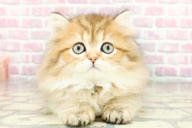 ペルシャの子猫（オス♂） 若葉都賀店｜ペットショップCoo＆RIKU