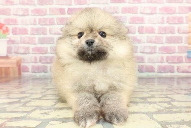 山形県のポメラニアン (Coo&RIKU山形店/2024年11月15日生まれ/男の子/クリームセーブル)の子犬