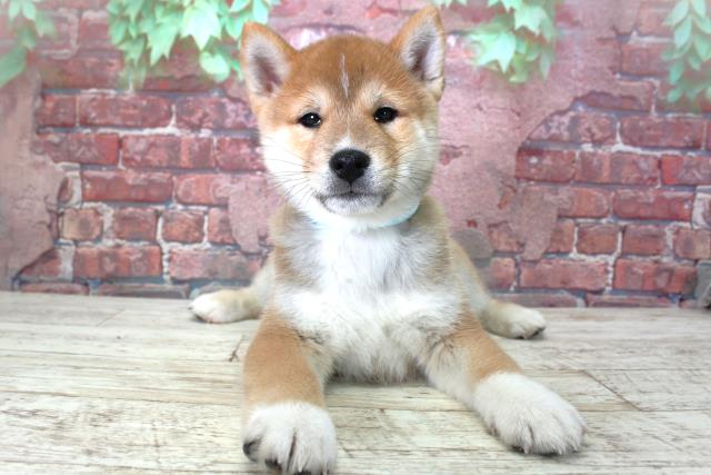 柴犬