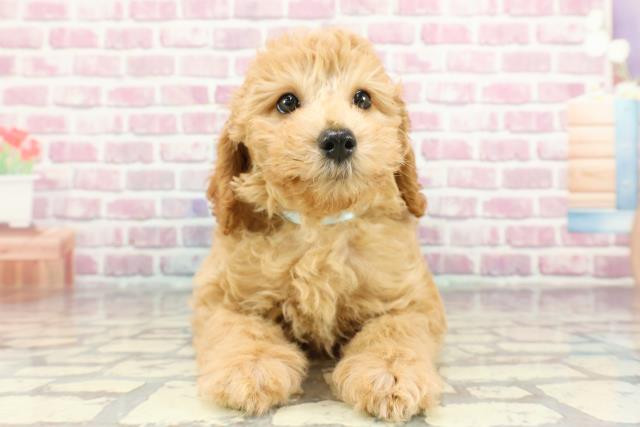 埼玉県のトイプードル(トイ) (Coo&RIKU桶川店/2024年11月11日生まれ/男の子/アプリコット)の子犬