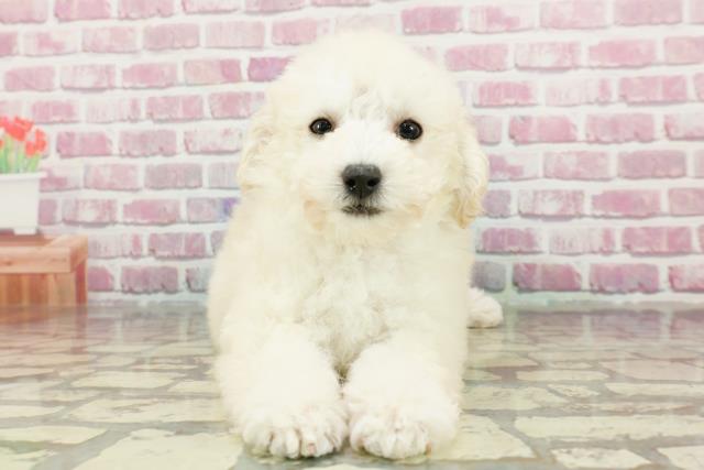 京都府のトイプードル(トイ) (Coo&RIKU京都店/2024年11月11日生まれ/女の子/ホワイト)の子犬